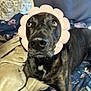 dog, pet, animal, black_dog, flower_headband, pink, blanket, floral_pattern, cozy, indoor, close_up, curious, cute, lying_down, portrait, fur, canine, ears, eyes, nose