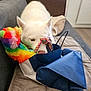 Loopie participe au concours pour gagner de l'argent avec cette photo : dog, white_dog, plush_toy, rope_toy, shopping_bag, couch, blanket, pillow, indoor, floor, furniture, pet, curious, sniffing, colorful, toy, cozy, home, living_room, canine