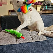 Loopie a rejoint le concours — aidez-le/la à gagner de superbes lots ! dog, white_dog, plush_toy, rainbow_toy, green_snake_toy, couch, quilted_mat, indoor, pet, playing, fur, tail, paw, houseplant, blanket, shoes, cushion, wooden_shelf, home, cozy