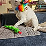 dog, white_dog, plush_toy, rainbow_toy, green_snake_toy, couch, quilted_mat, indoor, pet, playing, fur, tail, paw, houseplant, blanket, shoes, cushion, wooden_shelf, home, cozy