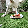 Loopie participe au concours pour gagner de l'argent avec cette photo : dog, white_dog, grass, plate, cake, candle, garden, outdoor, pet, animal, sniffing, greenery, nature, celebration, food, close_up, fur, curious, daylight, lawn