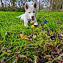 animal, ball, canine, dog, eskimodog, field, grass, grassland, husky, lawn, nature, outdoors, pet, plant, puppy, sport, tennis, tennisball, tree, whitedog