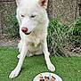dog, white_dog, grass, plate, treat, candle, outdoor, garden, plant, stone_wall, celebration, pet, animal, sitting, close_eyes, snack, nature, daylight, canine, cute