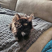 Angele participe au concours pour gagner de l'argent avec cette photo : animal, blanket, cat, couch, cozy, curious, cute, domestic_animal, feline, fluffy, fur, indoor, kitten, looking, pet, resting, small, texture, yellow_eyes, young