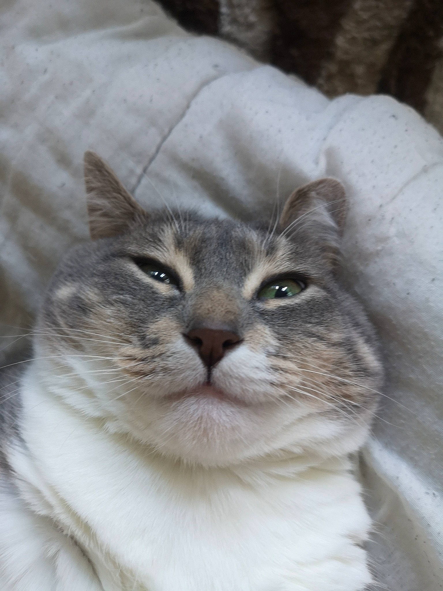 Epona participe au concours pour gagner de l'argent avec cette photo : carnivore, cat, domestic_short_haired_cat, eye, fawn, felidae, fur, hair, head, iris, plant, sitting, small_to_medium_sized_cats, snout, terrestrial_animal, tree, whiskers, wildlife, window, wool