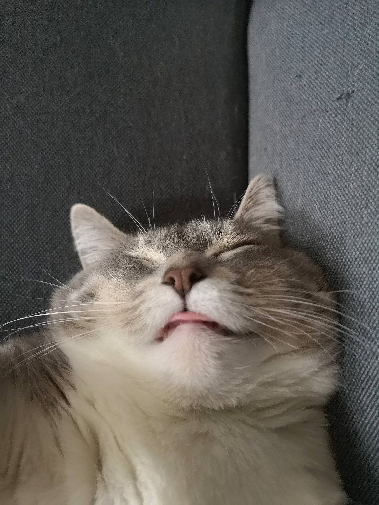 Epona a rejoint le concours — aidez-le/la à gagner de superbes lots ! box, carnivore, cat, comfort, domestic_short_haired_cat, eye, felidae, fur, paw, small_to_medium_sized_cats, snout, terrestrial_animal, whiskers, window