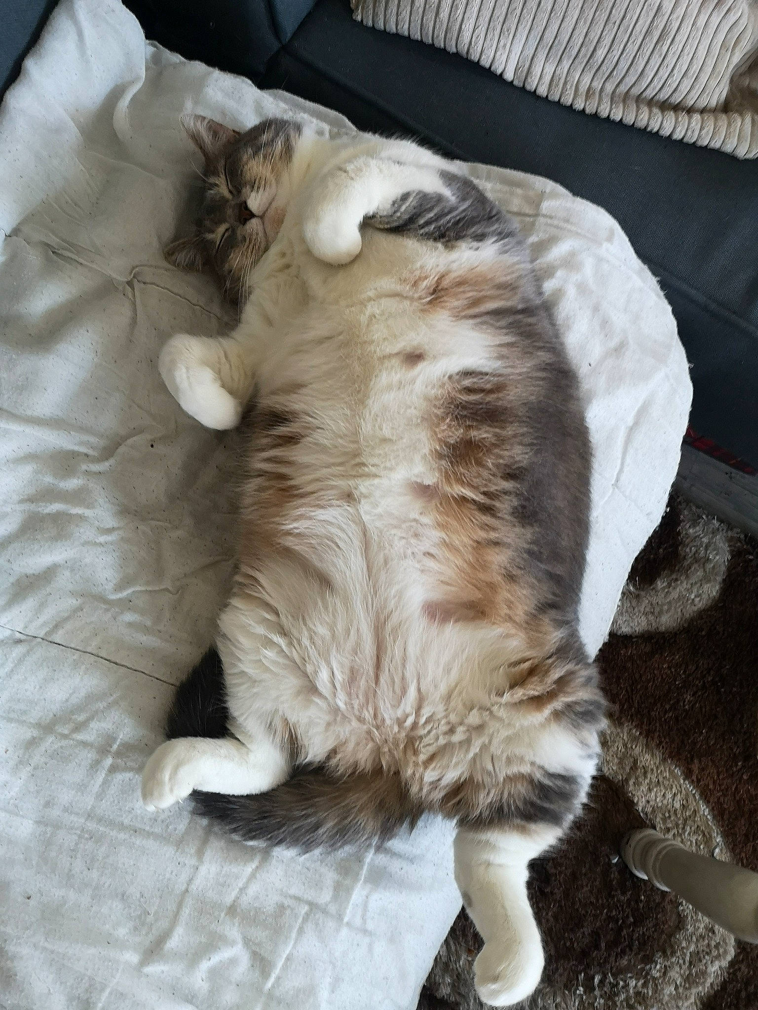 Epona participe au concours pour gagner de l'argent avec cette photo : canidae, carnivore, cat, claw, comfort, companion_dog, couch, dog_breed, fawn, felidae, fur, nap, paw, small_to_medium_sized_cats, snout, sporting_group, tail, terrestrial_animal, whiskers, wood