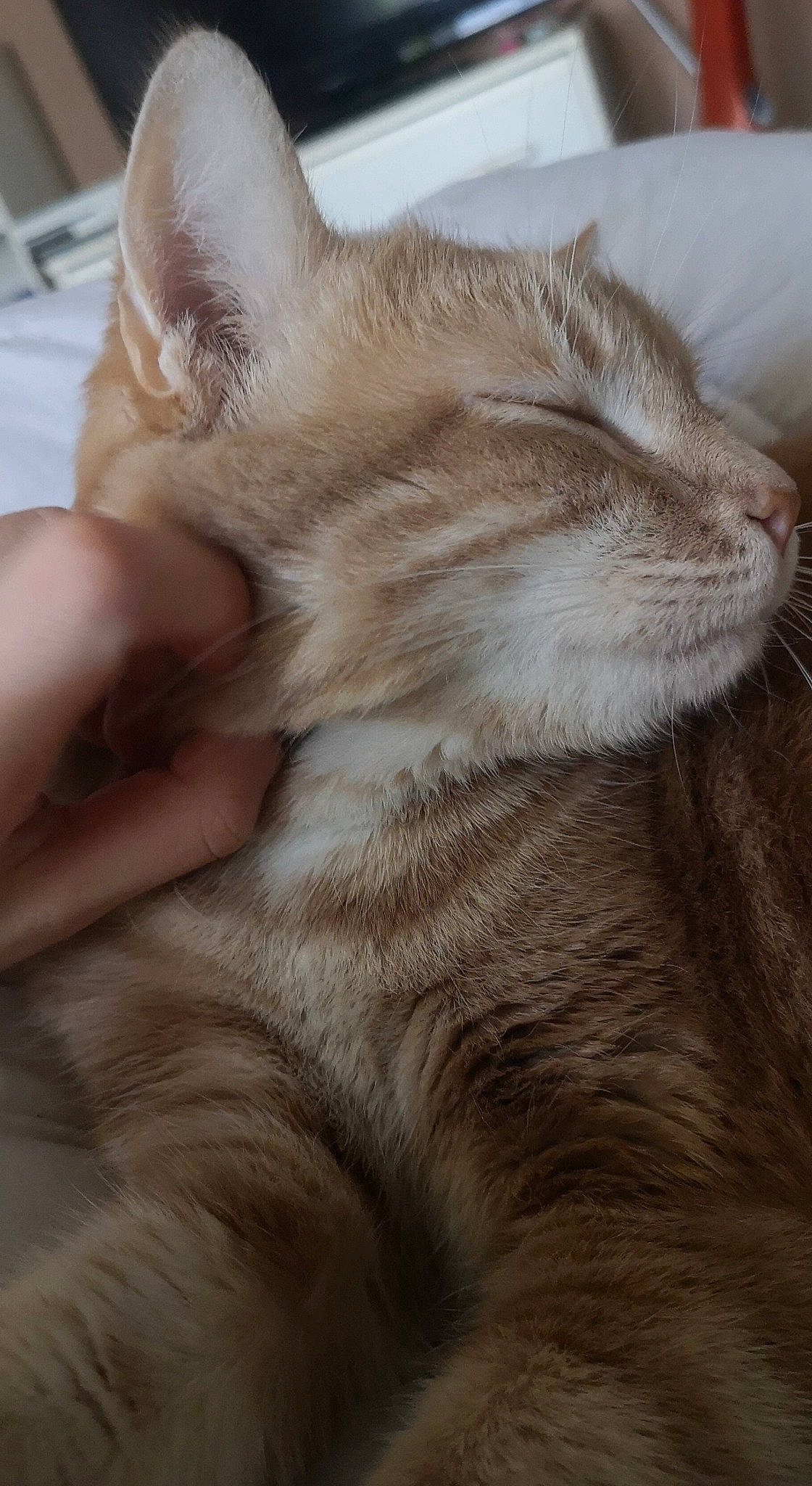 Calypso participe au concours pour gagner de l'argent avec cette photo : carnivore, cat, claw, comfort, domestic_short_haired_cat, ear, fawn, felidae, fur, gesture, hardwood, paw, small_to_medium_sized_cats, snout, tail, whiskers, wood