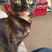 Raven joined the competition — help win amazing prizes! cat, tortoiseshell, indoor, yellow_eyes, pet, animal, fur, close_up, sitting, cozy, blanket, couch, carpet, cute, whiskers, ears, face, expression, domestic, feline