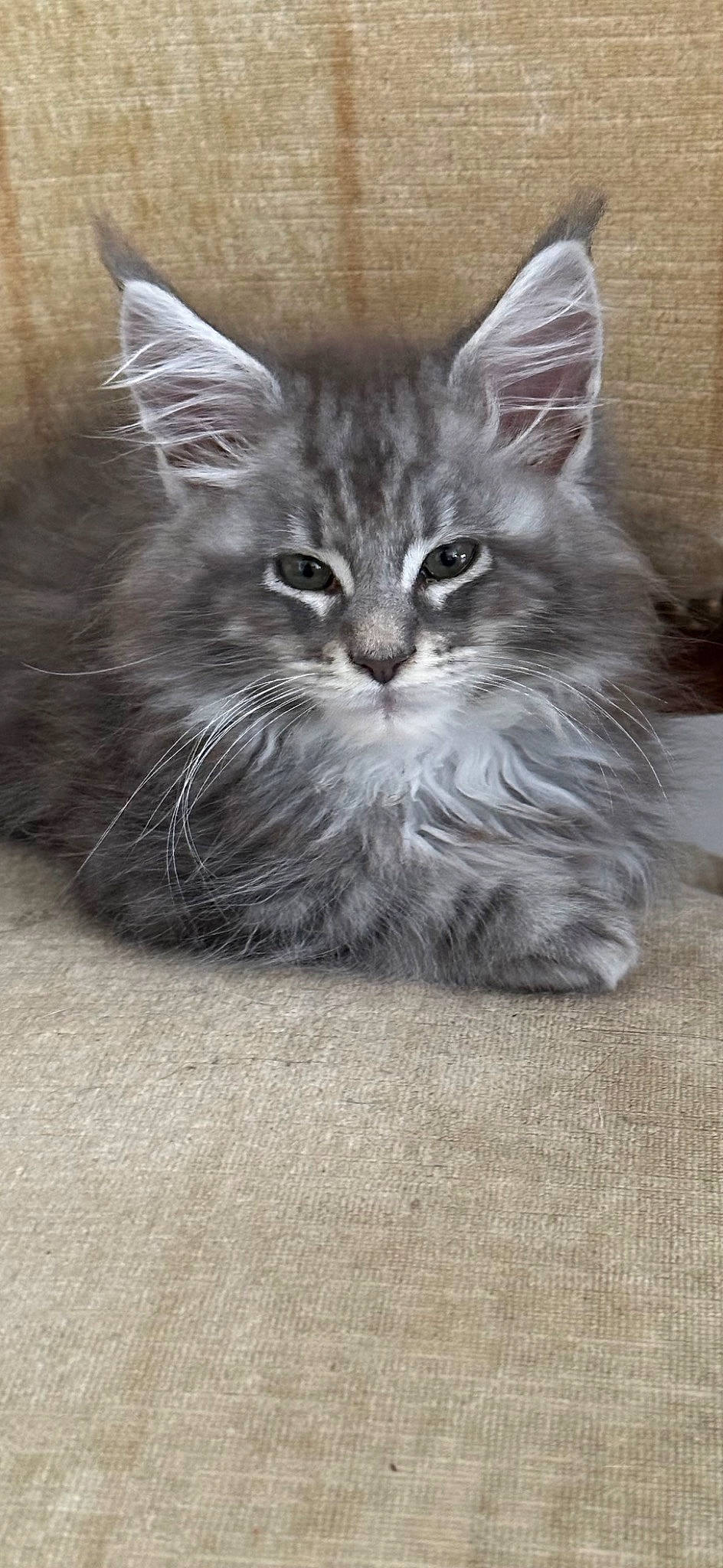 Ulysse participe au concours pour gagner de l'argent avec cette photo : carnivore, cat, domestic_short_haired_cat, felidae, fur, grey, iris, maine_coon, paw, small_to_medium_sized_cats, snout, tail, terrestrial_animal, whiskers