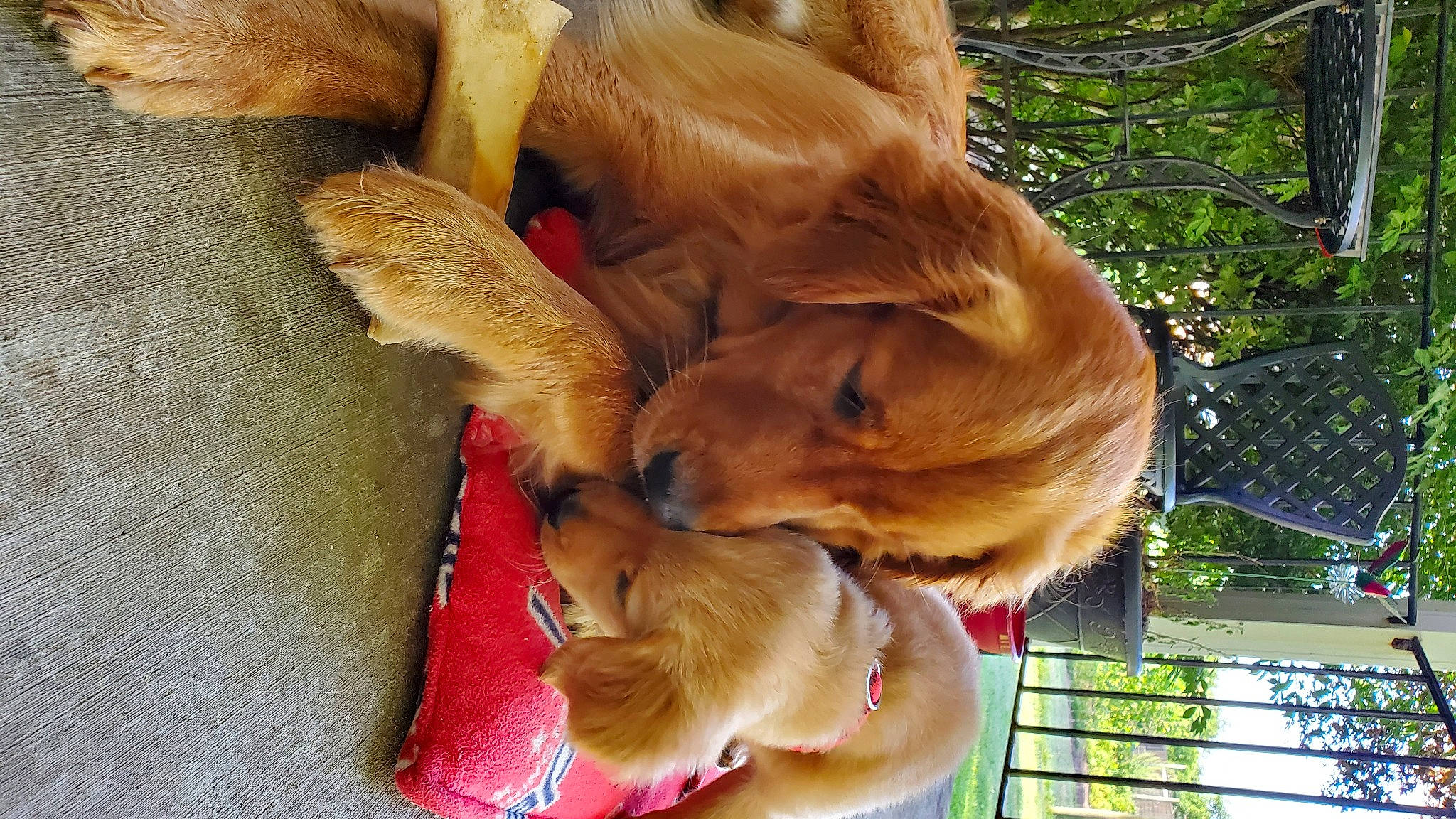 Cletus is registered to the contest to win money with this photo: canidae, carnivore, clock, companion_dog, dog, dog_breed, dog_supply, fawn, fence, fur, golden_retriever, liver, paw, plant, puppy, retriever, snout, sporting_group, tree, working_animal