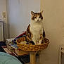 éden a rejoint le concours — aidez-le/la à gagner de superbes lots ! cat, calico, cat_tree, basket, indoor, pet, feline, animal, books, blanket, cozy, sitting, fur, whiskers, ears, face, eyes, home, furniture, relaxed