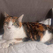 éden a rejoint le concours — aidez-le/la à gagner de superbes lots ! cat, calico_cat, pet, feline, animal, indoor, quilt, cushion, resting, fur, whiskers, green_eyes, tabby_pattern, paw, tail, bed, cozy, domestic_cat, relaxed, soft_fabric