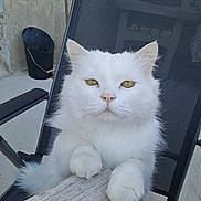 Oslow participe au concours pour gagner de l'argent avec cette photo : cat, white_cat, fluffy, chair, table, outdoor, pet, animal, feline, curious, paw, golden_eyes, resting, mesh_chair, wooden_table, stone_wall, bucket, close_up, portrait, sitting