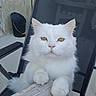 cat, white_cat, fluffy, chair, table, outdoor, pet, animal, feline, curious, paw, golden_eyes, resting, mesh_chair, wooden_table, stone_wall, bucket, close_up, portrait, sitting