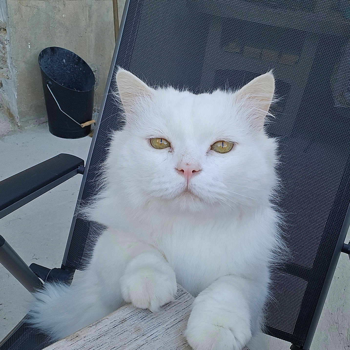Oslow participe au concours pour gagner de l'argent avec cette photo : cat, white_cat, fluffy, chair, table, outdoor, pet, animal, feline, curious, paw, golden_eyes, resting, mesh_chair, wooden_table, stone_wall, bucket, close_up, portrait, sitting