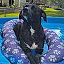 dog, black_dog, pool, inflatable_ring, water, backyard, house, fence, summer, sunny, paw_prints, relaxing, pet, canine, outdoor, grass, sky, clouds, leisure, animal