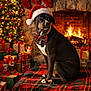 Luna is registered to the contest to win money with this photo: dog, santa_hat, bow_tie, fireplace, christmas_tree, christmas_lights, christmas_stockings, wrapped_presents, holiday_decorations, blanket, tartan, cozy, festive, indoor, pet, black_dog, white_paws, sitting, warm_lighting, holiday_season