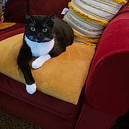 Carl joined the competition — help win amazing prizes! cat, tuxedo_cat, couch, cushion, pillow, indoor, pet, feline, black_and_white, whiskers, relaxing, furniture, living_room, cozy, carpet, domestic_animal, animal, resting, soft_fabric, decor