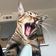 Tyler joined the competition — help win amazing prizes! cat, tabby, yawning, teeth, indoor, chair, furniture, whiskers, ears, mouth_open, tongue, pet, animal, house, kitchen, vent, fur, domestic, closeup, expression