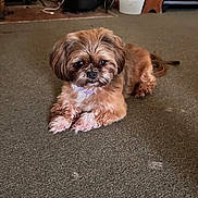 Penny joined the competition — help win amazing prizes! dog, small_dog, fluffy, carpet, indoor, pet, animal, cute, brown_fur, relaxed, floor, household, fireplace, cozy, companion, laying_down, domestic, fur, cute_pet, curious_eyes