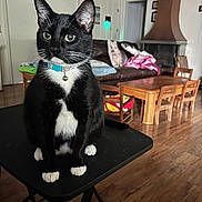 Blackjack joined the competition — help win amazing prizes! animal_print, black_and_white, blanket, cat, collar, couch, cozy, domestic_animal, fireplace, floor, furniture, indoor, living_room, pet, pillow, sitting, table, tuxedo_cat, wood, wooden_floor