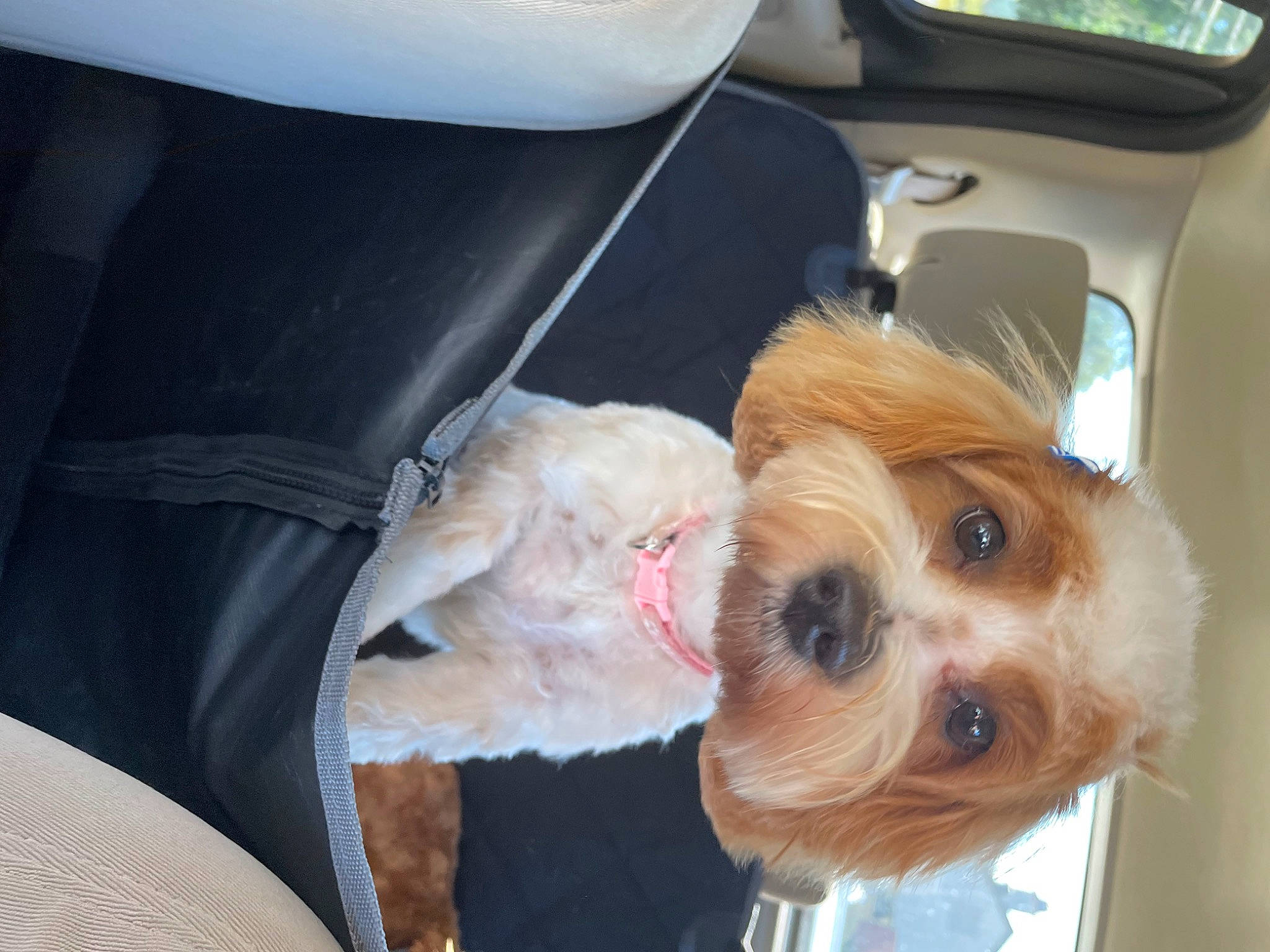 Ellee Mae joined the competition — help win amazing prizes! auto_part, canidae, car_seat, car_seat_cover, carnivore, companion_dog, dog, dog_breed, dog_supply, family_car, fawn, fur, pomeranian, seat_belt, snout, sporting_group, sunglasses, toy_dog, vehicle_door, working_animal