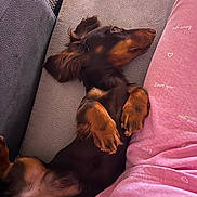 Visenya Deloche a rejoint le concours — aidez-le/la à gagner de superbes lots ! dog, puppy, dachshund, lying_down, couch, relaxing, pet, fur, brown, black, paws, ears, person, pajamas, pink, heart_pattern, indoor, comfort, sleepy, cute