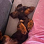 black, brown, comfort, couch, cute, dachshund, dog, ears, fur, heart_pattern, indoor, lying_down, pajamas, paws, person, pet, pink, puppy, relaxing, sleepy