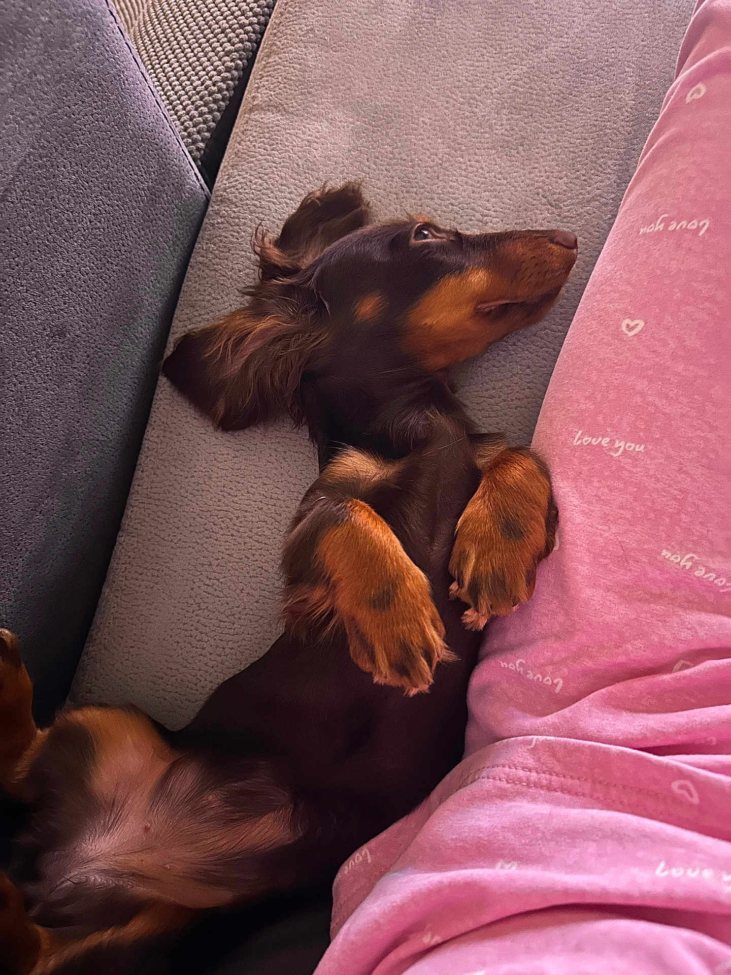Visenya Deloche a rejoint le concours — aidez-le/la à gagner de superbes lots ! dog, puppy, dachshund, lying_down, couch, relaxing, pet, fur, brown, black, paws, ears, person, pajamas, pink, heart_pattern, indoor, comfort, sleepy, cute