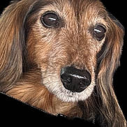 Dookia a rejoint le concours — aidez-le/la à gagner de superbes lots ! dog, close_up, face, long_hair, brown_fur, black_nose, pet, animal, cute, portrait, whiskers, ears, snout, muzzle, looking, expression, canine, fur_texture, adorable, companion