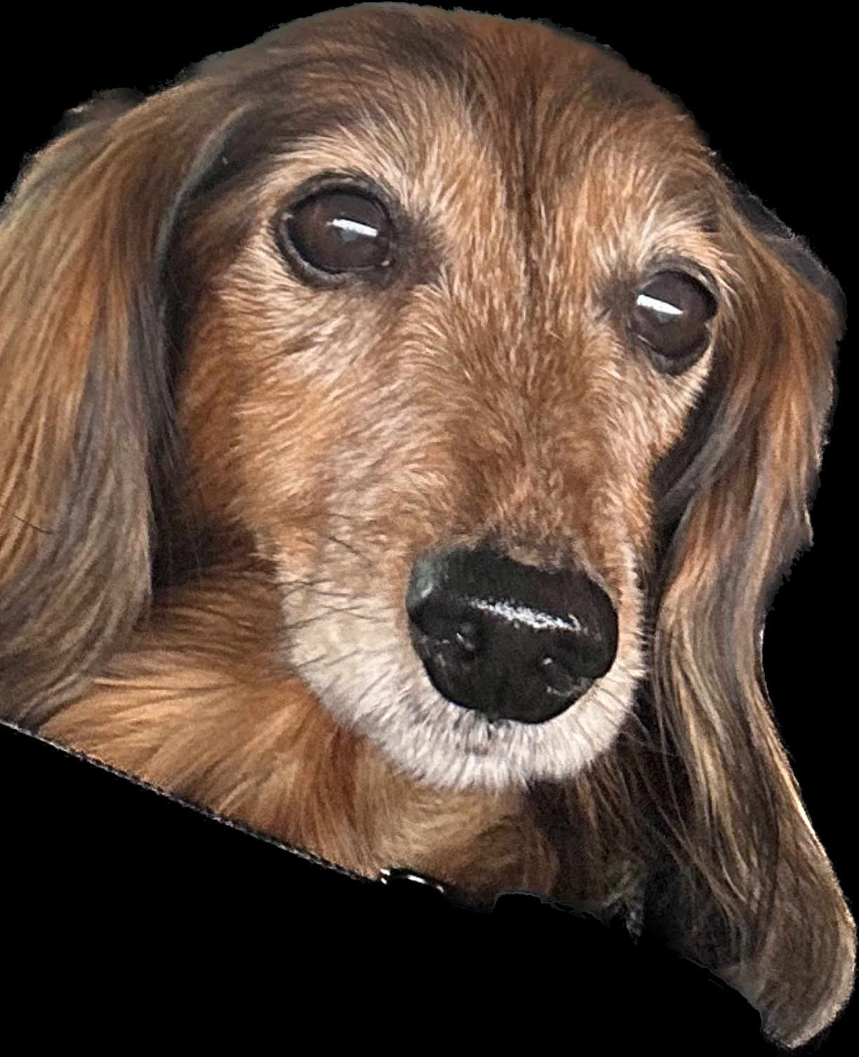 Dookia a rejoint le concours — aidez-le/la à gagner de superbes lots ! dog, close_up, face, long_hair, brown_fur, black_nose, pet, animal, cute, portrait, whiskers, ears, snout, muzzle, looking, expression, canine, fur_texture, adorable, companion