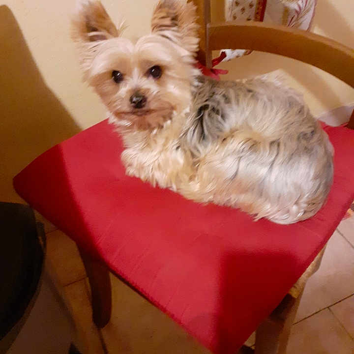 Mimisicu