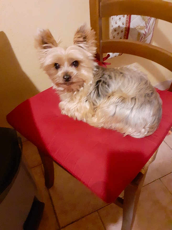 Mimisicu a rejoint le concours — aidez-le/la à gagner de superbes lots ! dog, small_dog, chair, red_cushion, wooden_chair, indoor, tile_floor, pet, fur, ears, looking_at_camera, curled_up, cozy, animal, companion, home, domestic, cute, curious, comfortable