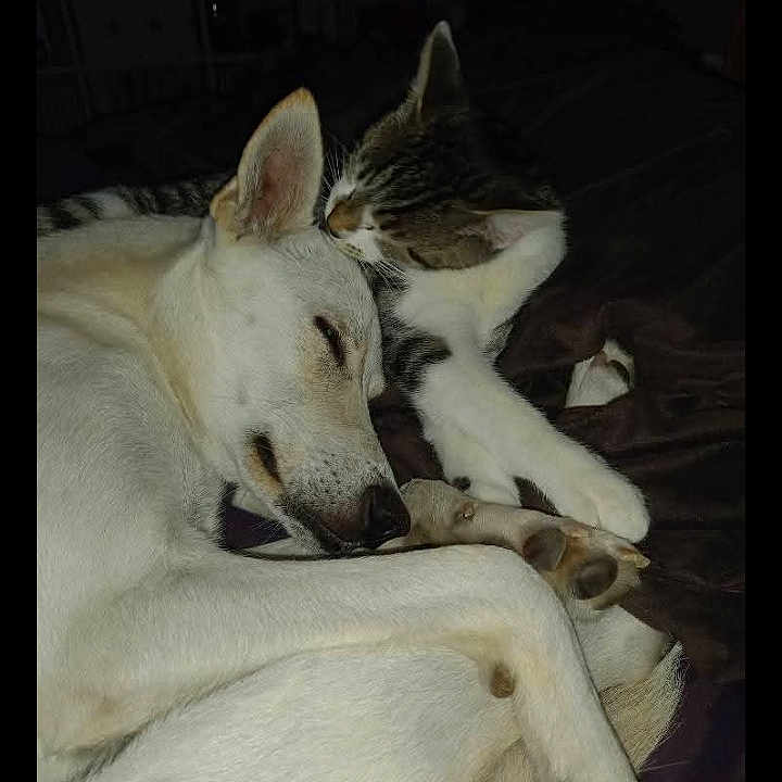 April participe au concours pour gagner de l'argent avec cette photo : dog, cat, sleeping, snuggling, pet, animal, indoor, cozy, resting, fur, friendship, closeup, mammal, cute, domestic, companion, blanket, relaxing, peaceful, tabby