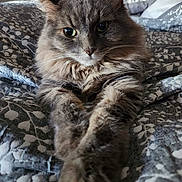 Faith is registered to the contest to win money with this photo: cat, feline, gray_cat, fluffy, long_hair, whiskers, green_eyes, ears, paws, pet, animal, portrait, close_up, bed, bedding, blanket, indoors, relaxed, sitting, patterned_fabric