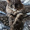 cat, feline, gray_cat, fluffy, long_hair, whiskers, green_eyes, ears, paws, pet, animal, portrait, close_up, bed, bedding, blanket, indoors, relaxed, sitting, patterned_fabric