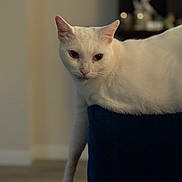 Ghost is registered to the contest to win money with this photo: animal, blue_chair, cat, chair, cozy, domestic_animal, ears, eyes, feline, fur, home, indoor, lounging, mammal, paw, pet, relaxed, soft_light, whiskers, white_cat