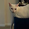 animal, blue_chair, cat, chair, cozy, domestic_animal, ears, eyes, feline, fur, home, indoor, lounging, mammal, paw, pet, relaxed, soft_light, whiskers, white_cat