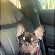 Chanel joined the competition — help win amazing prizes! alert, animal, black_and_tan, canine, car_interior, collar, companion, cute, daylight, dog, ears, french_bulldog, indoors, leather_seat, pet, pet_accessory, seatbelt, sitting, vehicle, window