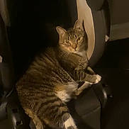 Gipp joined the competition — help win amazing prizes! cat, tabby_cat, tabby, pet, feline, indoor, sitting, relaxed, chair, car_seat, upholstery, paws, whiskers, stripes, looking_at_camera, animal, mammal, cozy, portrait, nighttime