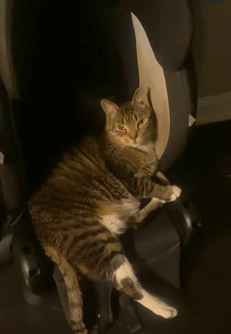 Gipp joined the competition — help win amazing prizes! cat, tabby_cat, tabby, pet, feline, indoor, sitting, relaxed, chair, car_seat, upholstery, paws, whiskers, stripes, looking_at_camera, animal, mammal, cozy, portrait, nighttime