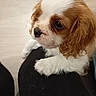 Bianca participe au concours pour gagner de l'argent avec cette photo : dog, puppy, cavalier_king_charles_spaniel, brown_and_white, fluffy, long_hair, portrait, close_up, pet, canine, sitting, paws, face, eyes, indoors, black_clothing, lap, adorable, companion_animal, photography