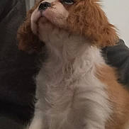Bianca a rejoint le concours — aidez-le/la à gagner de superbes lots ! dog, puppy, cavalier_spaniel, fluffy, long_hair, brown_and_white, pet, animal, portrait, close_up, looking_up, dark_eyes, black_nose, ears, fur, chest, indoors, couch, home, cute