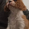 dog, puppy, cavalier_spaniel, fluffy, long_hair, brown_and_white, pet, animal, portrait, close_up, looking_up, dark_eyes, black_nose, ears, fur, chest, indoors, couch, home, cute