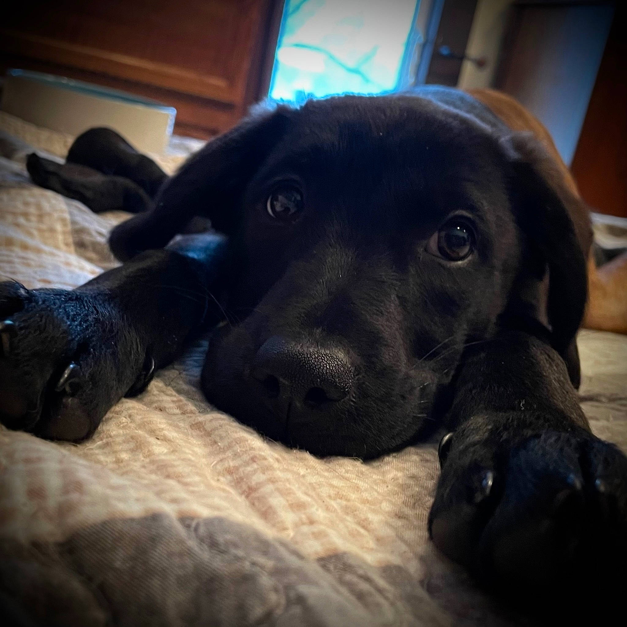 Bodie joined the competition — help win amazing prizes! borador, carnivore, cloud, comfort, companion_dog, dog, dog_breed, fawn, fur, guard_dog, gun_dog, labrador_retriever, pointing_breed, puppy_love, retriever, sky, snout, sporting_group, whiskers, working_animal