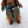 animal, brown_dog, closeup, collar, cute, dog, dog_clothing, floppy_ears, long_hair, outdoor, pet, photography, portrait, puppy, sitting, snow, snowy_background, turquoise_collar, winter, winter_coat
