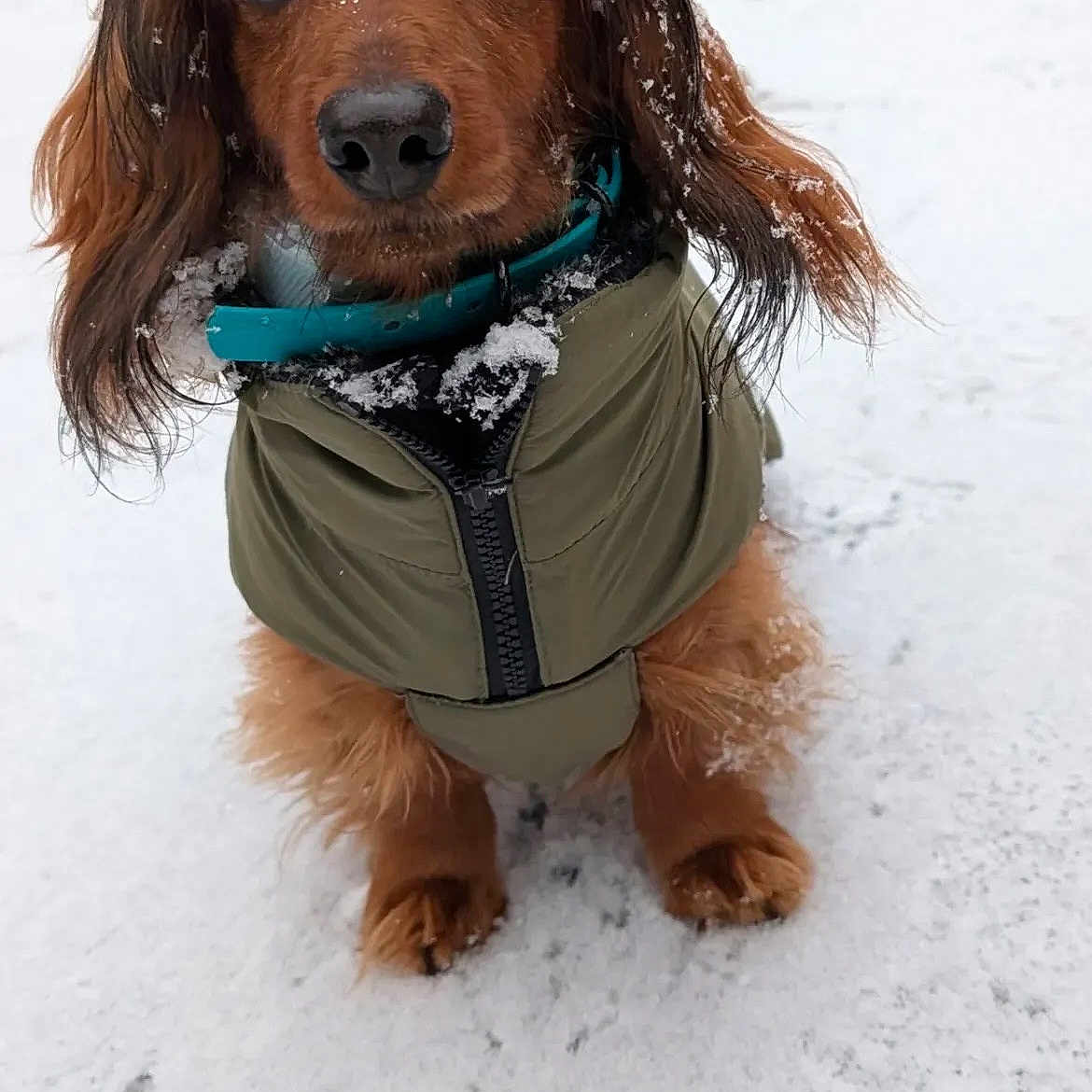 Schupi a rejoint le concours — aidez-le/la à gagner de superbes lots ! animal, brown_dog, closeup, collar, cute, dog, dog_clothing, floppy_ears, long_hair, outdoor, pet, photography, portrait, puppy, sitting, snow, snowy_background, turquoise_collar, winter, winter_coat