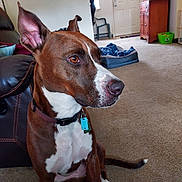 Oki is registered to the contest to win money with this photo: alert, brown, cabinet, carpet, chair, collar, dog, dog_bed, door, ears, floor, furniture, household, indoor, living_room, pet, sitting, tag, tail, white