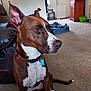 alert, brown, cabinet, carpet, chair, collar, dog, dog_bed, door, ears, floor, furniture, household, indoor, living_room, pet, sitting, tag, tail, white